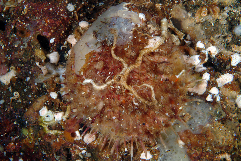 Spondylus gaederopus